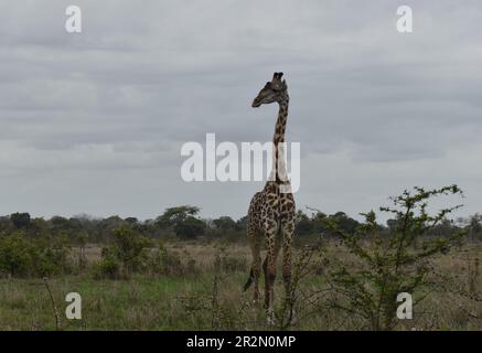 SAADANI-NATIONALPARK Stockfoto