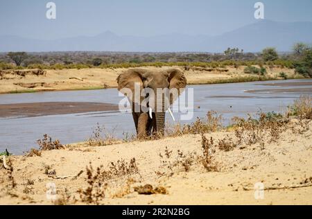 Bullenelefant (Loxodonta africana) am Ufer des Flusses Ewaso Ng'iro, Samburu National Reserve, Kenia, Ostafrika Stockfoto