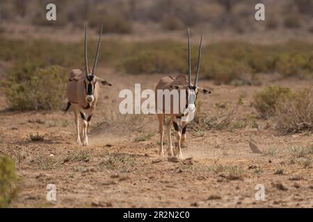 Ein Paar Oryx-Spaziergänge in der Wüste im Samburu National Reserve, Kenia, Ostafrika Stockfoto