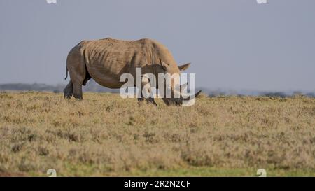 Südliches weißes Nashorn (Ceratotherium simum), das auf den Ebenen weidet, Ol Pejeta Conservancy, Kenia, Ostafrika Stockfoto