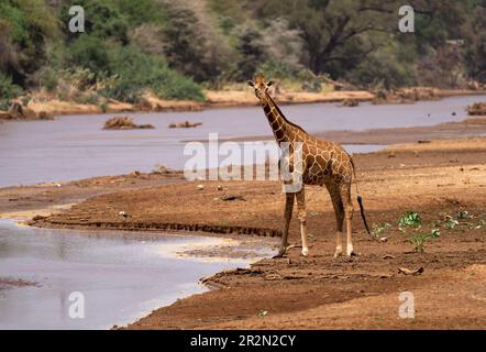 Giftnagel (Giraffa Camelopardalis reticulate) am Ufer des Flusses Ewaso, Samburu National Reserve, Kenia, Ostafrika Stockfoto