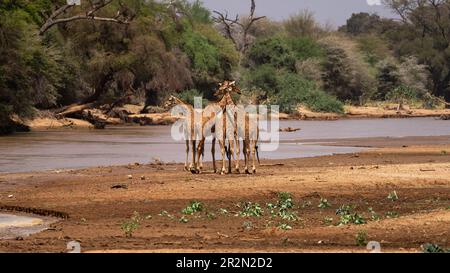 Gruppe vernetzter Giraffen in der Nähe des Flusses Ewaso Ng'iro im Samburu National Reserve, Kenia, Ostafrika Stockfoto