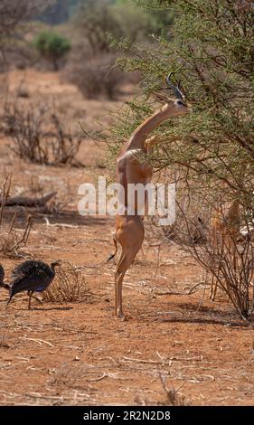 Gerenuk ernährt sich aus einem aufrecht stehenden Busch, Samburu National Reserve, Kenia, Ostafrika Stockfoto