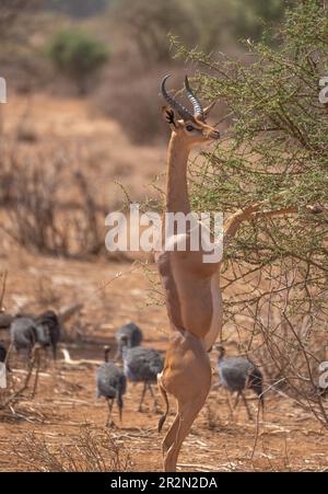 Nahaufnahme von Gerenuk (Litocranius walleri), der sich im Samburu National Reserve, Kenia, Ostafrika, an einem Busch ernährt Stockfoto