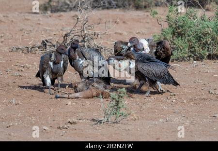 Die Aasgeier (Torgos tracheliotos) kämpften um einen Kadaver im Samburu National Reserve, Kenia, Ostafrika Stockfoto