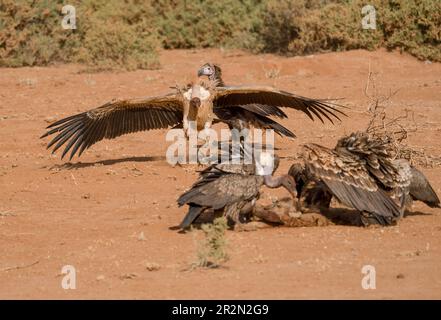 Der Geier mit weißem Rücken (Gyps africanus) schließt sich einer Gruppe von Ruppells Griffongeiern (Gyps rueppellii) an, die wegen eines kürzlich erfolgten Mordes kämpfen. Stockfoto