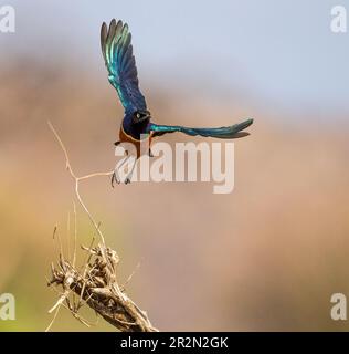 Super Starling (Lamprotomis superb) im Flug Stockfoto