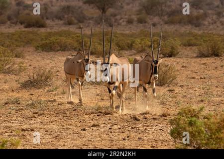 Gruppe von drei Oryx in der Wüste, Samburu National Reserve, Kenia, Ostafrika Stockfoto