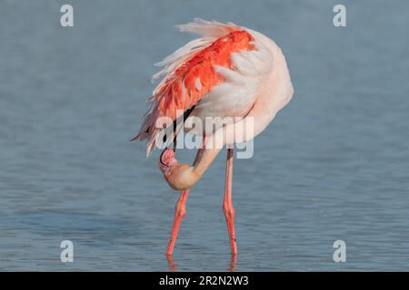 Großer Flamingo (Phoenicopterus roseus), der sich im Sumpf ruht und sein Gefieder reinigt. Saintes Maries de la Mer, Parc naturel regional de Camargue, Arles, Bo Stockfoto