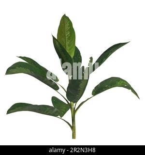 3D Darstellung der Silberbucht aglaonema, isoliert auf weißem Hintergrund Stockfoto