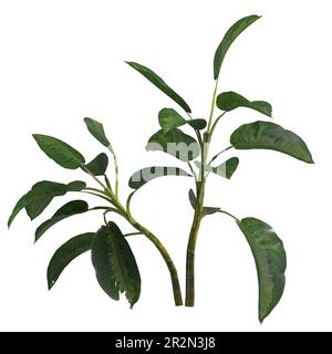 3D Darstellung der Silberbucht aglaonema, isoliert auf weißem Hintergrund Stockfoto