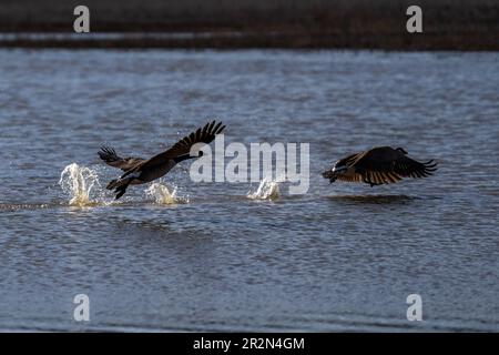 Kanadische Gänse, die im Flug fliegen, starten von Wasser, Ashland, Oegon, Winter Stockfoto