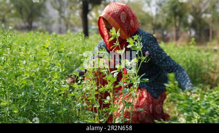 Frau, die auf einem landwirtschaftlichen Feld mit blühenden luzernen, medicago sativa oder luzernenblüten arbeitet, helle ländliche Landschaft tagsüber Stockfoto