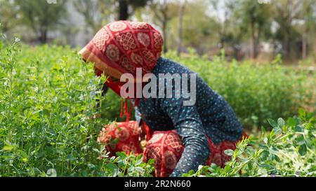 Eine Farmerin, die in die Kamera schaut und lächelt, Alfalfa-Pflanzen. Grüne Ernte-Hülsen von Alfalfa-Pflanzen mit attraktiven Nicken. Stockfoto