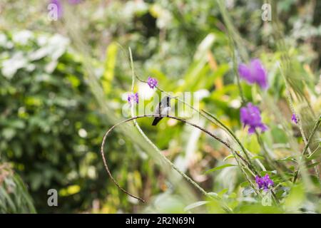 Hoch oben verschneiter Kolibri (Saucerottia edward) in Panama Stockfoto