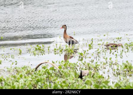 Ein Paar Schwarzbauch-Pfeifente (Dendrocygna autumnalis) im Fluss Gamboa, Panama Stockfoto