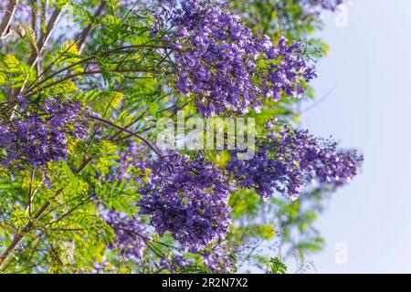 Nahaufnahme der violettblauen Blüten des Jacaranda-Mimosifolia-Baumes, Jacaranda, blauer Jacaranda, schwarzer Poui, Nupur, Farnbaum oder Sigalon in Israel Stockfoto