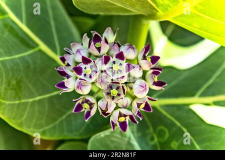 Blumen von Calotropis procera (Sodom-Apfel) Baum auch bekannt als Apfel von Sodom, Königskrone, Gummibüsch, Gummibaum in Israel in der Nähe des Toten Meeres. Stockfoto