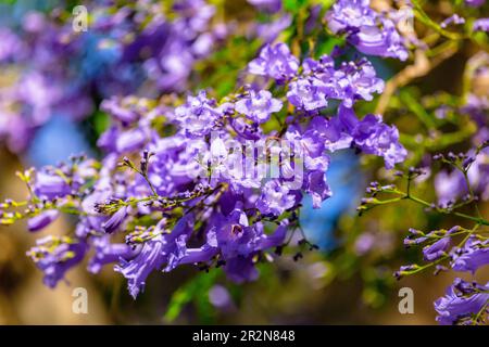 Nahaufnahme der violettblauen Blüten des Jacaranda-Mimosifolia-Baumes, Jacaranda, blauer Jacaranda, schwarzer Poui, Nupur, Farnbaum oder Sigalon in Israel Stockfoto