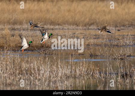 Stockenten fliegen im Flug. Ashland, Oregon Stockfoto