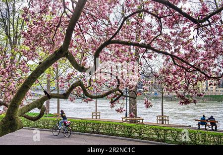 Blühender Magnolienbaum am Rhein in Basel. Die Schweiz Stockfoto