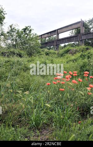 Verlassene Fabrik voller Pflanzen und Gras mit Mohn im Vordergrund an einem bewölkten Tag Stockfoto