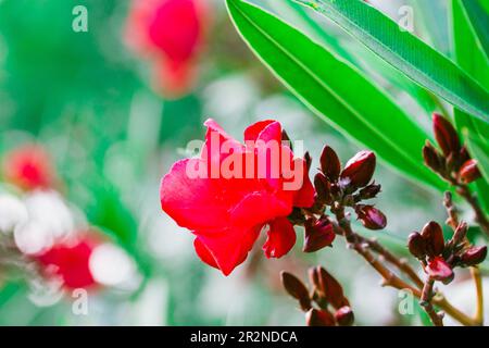 Rote Oleanderblume. Knospen auf einem blühenden Strauch in einem tropischen Frühlings- oder Sommergarten. Makroblumen-Foto. Nerium-Oleander-Blüten, die auf g erblühen Stockfoto