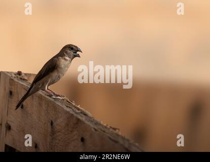 Spatz sitzt auf einem Holzzaun mit verschwommenem Hintergrund. Stockfoto