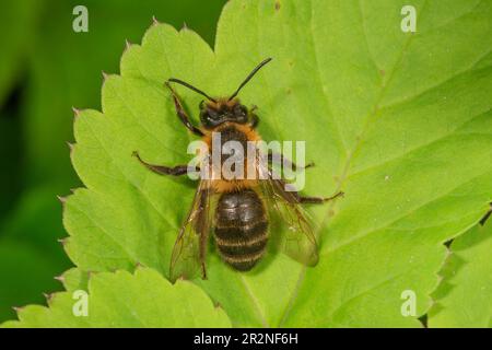 Frühe Bergbaubiene (Andrena haemorrhoa), auf einem Blatt sonnig, Baden-Württemberg, Deutschland Stockfoto