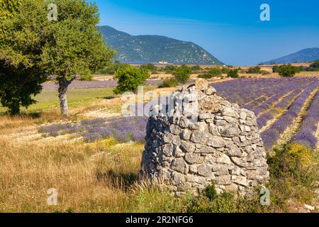 Borie auf Lavendelfeld, Luberon, Departement Vaucluse in der Region Provence-Alpes-Cote d'Azur, Provence, Frankreich Stockfoto