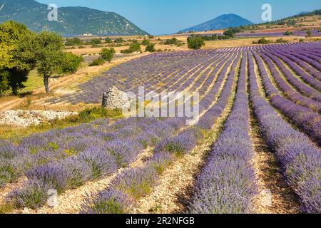 Borie auf Lavendelfeld, Luberon, Departement Vaucluse in der Region Provence-Alpes-Cote d'Azur, Provence, Frankreich Stockfoto