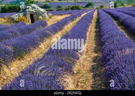 Borie auf Lavendelfeld, Luberon, Departement Vaucluse in der Region Provence-Alpes-Cote d'Azur, Provence, Frankreich Stockfoto