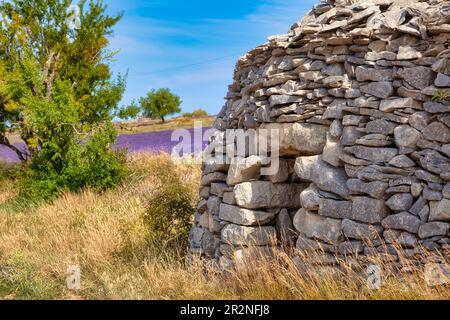 Borie auf Lavendelfeld, Luberon, Departement Vaucluse in der Region Provence-Alpes-Cote d'Azur, Provence, Frankreich Stockfoto