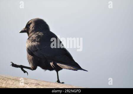 Ein Jackdaw (Corvus monedula) auf einem Grenzzaun in der Nähe der Klippe bei Bempton Cliffs, East Yorkshire, England. Stockfoto