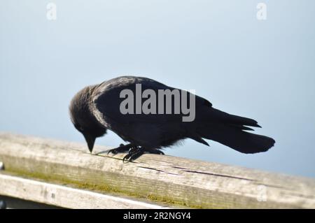 Ein Jackdaw (Corvus monedula) auf einem Grenzzaun in der Nähe der Klippe bei Bempton Cliffs, East Yorkshire, England. Stockfoto