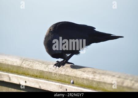 Ein Jackdaw (Corvus monedula) auf einem Grenzzaun in der Nähe der Klippe bei Bempton Cliffs, East Yorkshire, England. Stockfoto