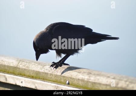 Ein Jackdaw (Corvus monedula) auf einem Grenzzaun in der Nähe der Klippe bei Bempton Cliffs, East Yorkshire, England. Stockfoto