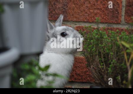 Freilandkaninchen, die sich in einem Kaninchen-freundlichen Garten mit Kräutern versorgen Stockfoto