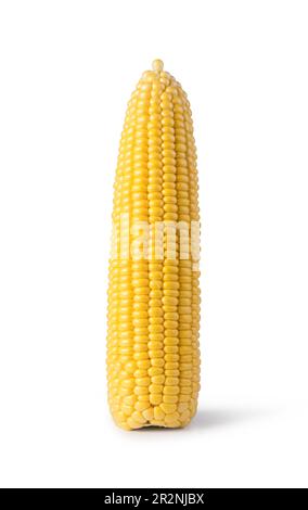 Cob corn auf weißem Hintergrund Stockfoto