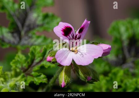 Makroaufnahme einer blühenden Aicheneiche Geranium (Pelargonium quercifolium) Stockfoto