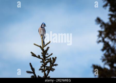 Blue Jay stand im Frühling auf einer Baumspitze in Calgary, Alberta, Kanada Stockfoto