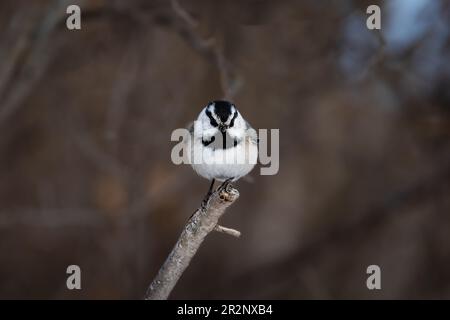 Gebirgsmickadee auf einem Waldzweig im Frühling. Stockfoto