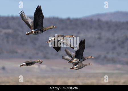 Weiße Gänse fliegen im Flug. Lower Klamath National Wildlife Refuge, Merrill, Oregon Stockfoto