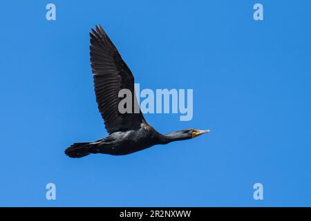 Doppel-Kammkormorant fliegt im Flug. Lower Klamath National Wildlife Refuge, Merrill, Oregon Stockfoto