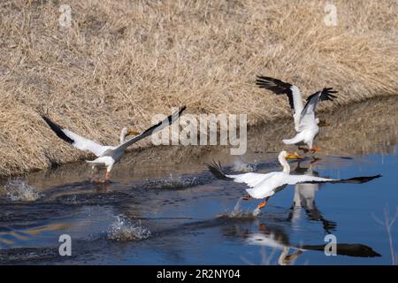 Amerikanische weiße Pelikane, die aus dem Wasser abheben. Lower Klamath National Wildlife Refuge, Merrill, Oregon Stockfoto