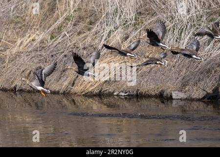 Weiße Gänse fliegen im Flug. Lower Klamath National Wildlife Refuge, Merrill, Oregon Stockfoto