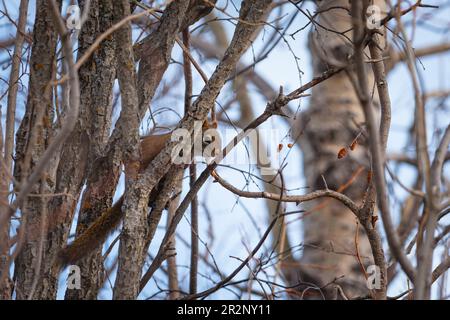 Wild Red Tree Eichhörnchen auf einem Ast im Frühling, Calgary, Alberta, Kanada Stockfoto