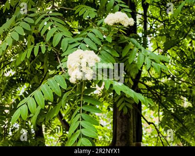 Weiße Rowan-Blumen auf einem Ast schweben im Wind. Bergasche. Frühlingshintergrund. Sorbus aucuparia Stockfoto