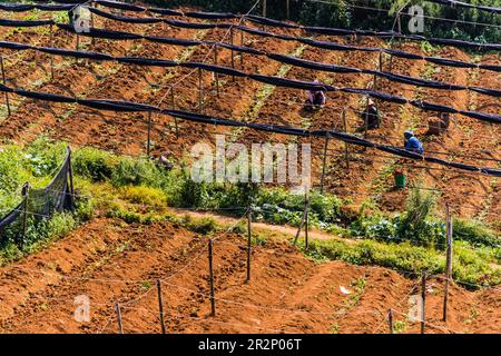 Kleine Landwirtschaft in Sapa in der Provinz Lao Cai im Nordwesten Vietnams Stockfoto