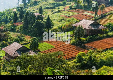 Kleine Landwirtschaft in Sapa in der Provinz Lao Cai im Nordwesten Vietnams Stockfoto